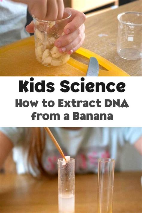 Science at home: How to extract DNA from a banana.